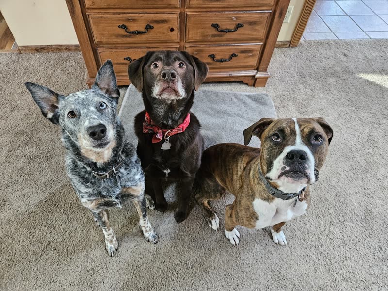 A blue heeler, a chocolate lab and a brindle boxer sitting side by side on a living room carpet