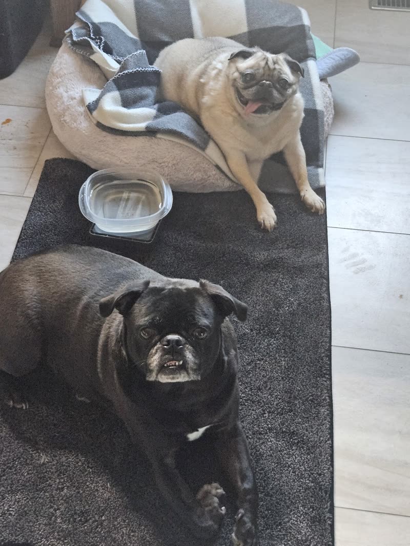 Two pugs resting on a tiled kitchen floor, one on a bed and one on a mat