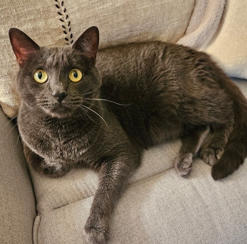 A grey shorthair cat stretched out on a beige sofa looking at the camera