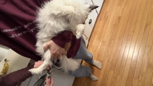 A groomer holding a fluffy white cat on its back while clipping its claws