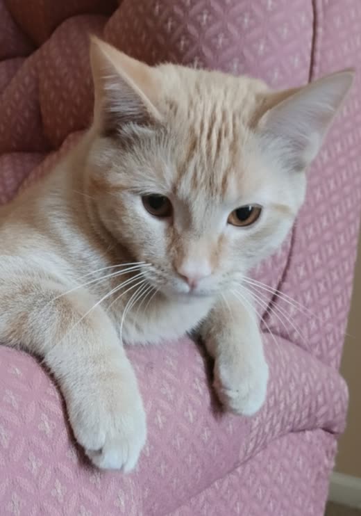 A cream tabby cat lying on a pink armchair with one front paw stretched forward