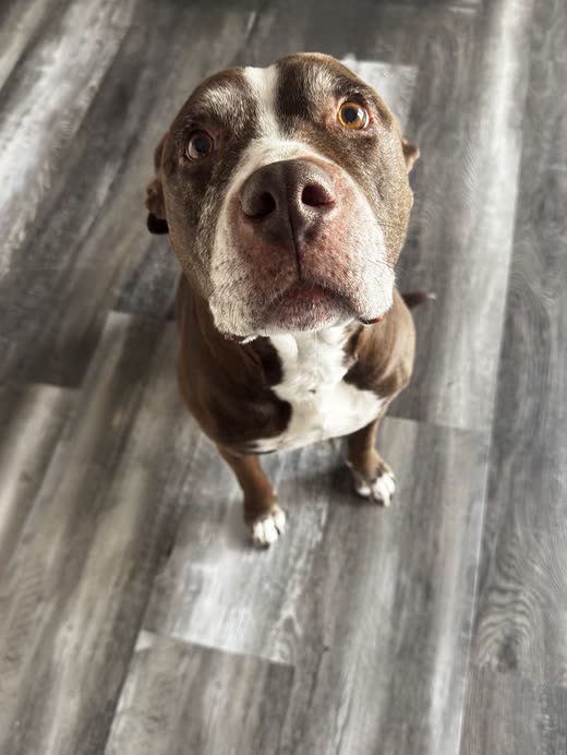 A brown-and-white pit bull type dog sitting on grey wood-effect flooring looking up