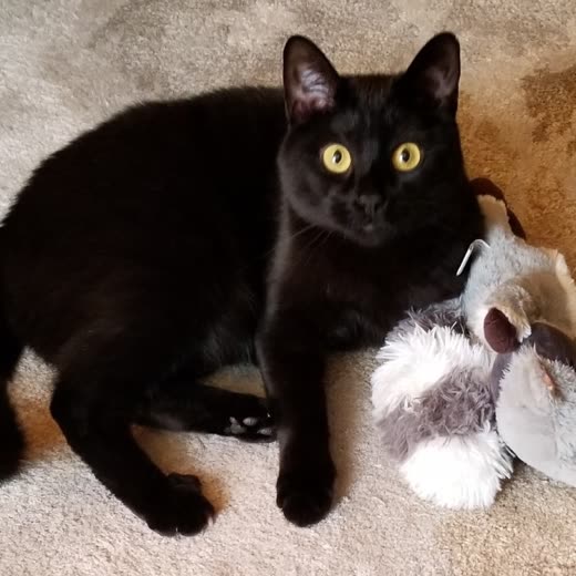 A black cat with yellow eyes lying on a cream rug beside a plush toy