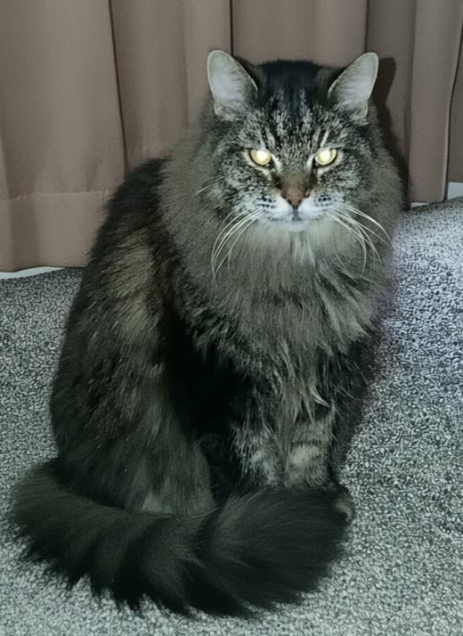 A long-haired grey tabby cat sitting upright with its tail curled round its paws